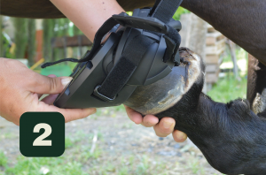 Limpiar el casco del caballo correctamente e introducir el zapato.